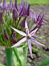 allium christophii 3.JPG